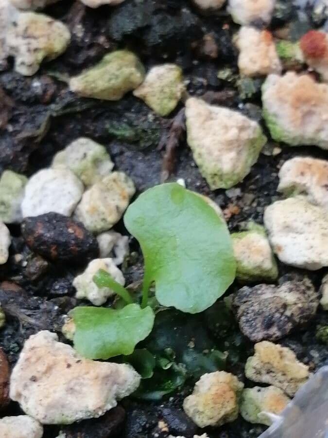 Dichondra a fiore piccolo 20
