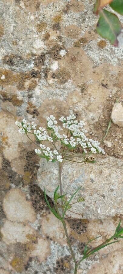 Ammoides pusilla 2
