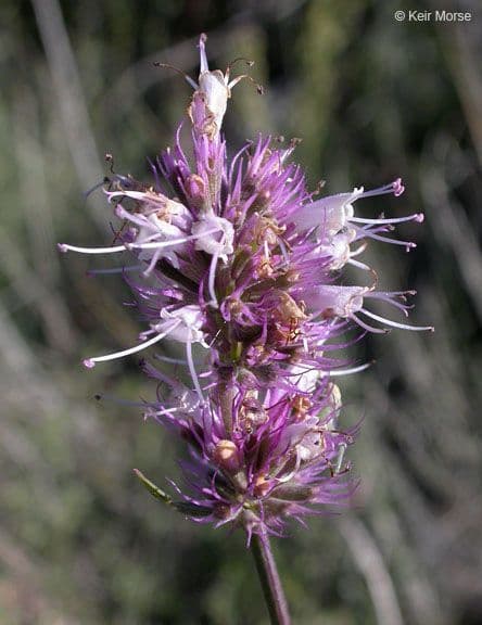 Agastache