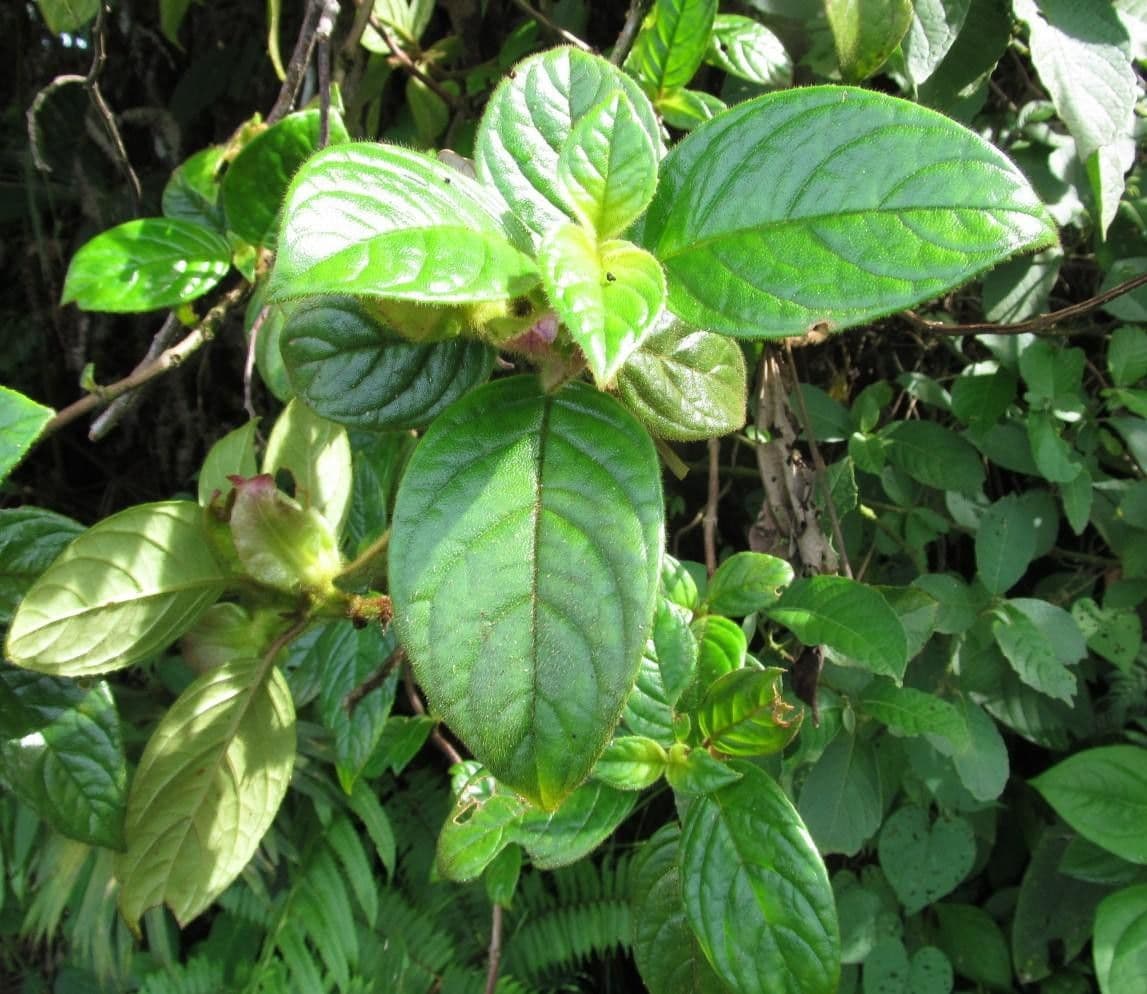 Drymonia alloplectoides 24