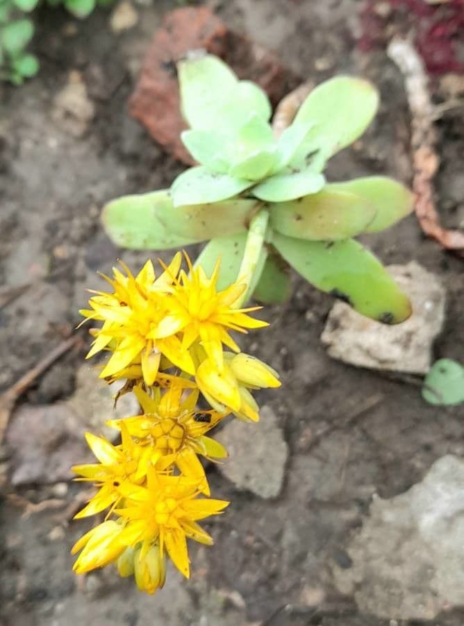 Sedum 11