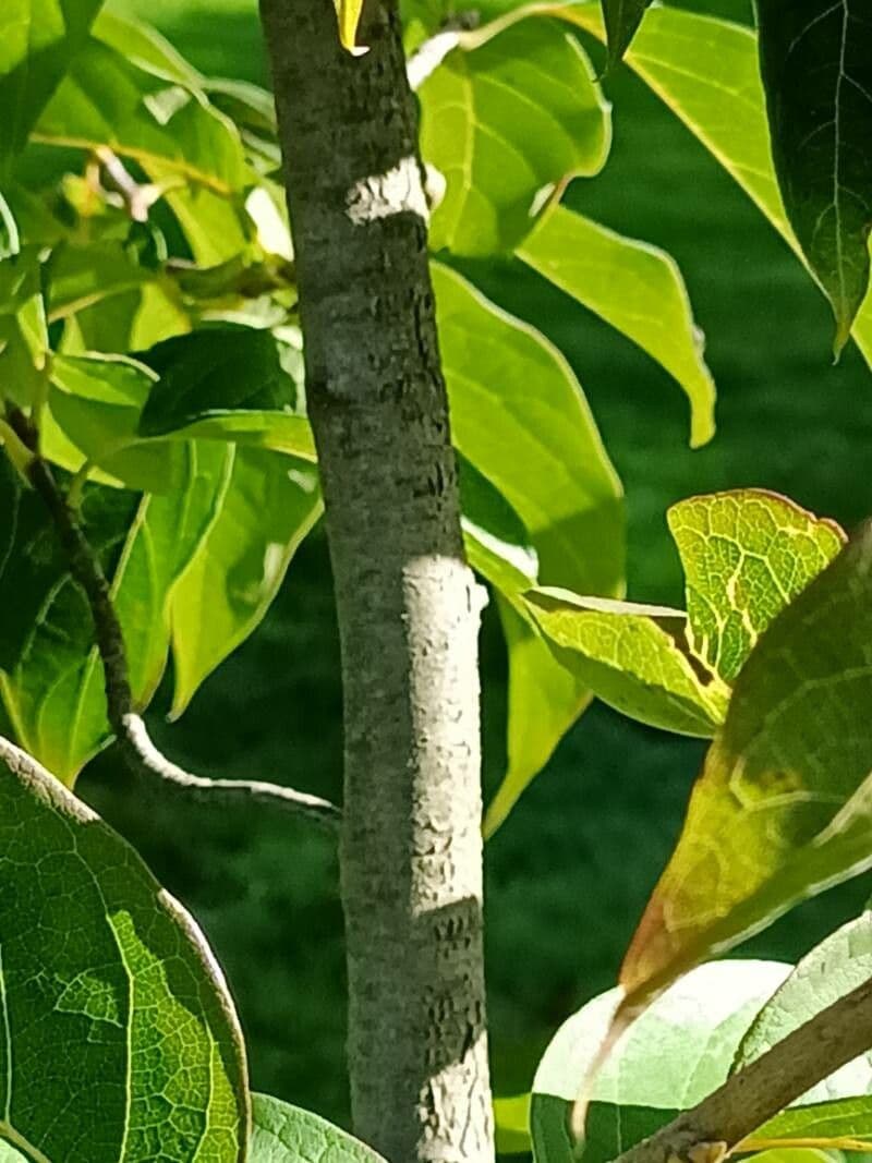 Chinese tupelo 8