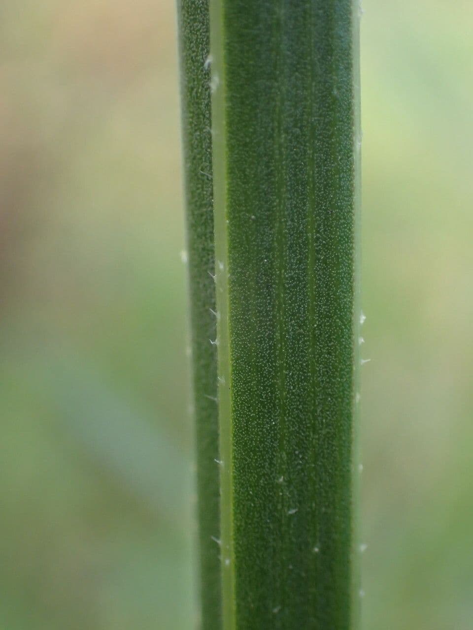 Verbena 22