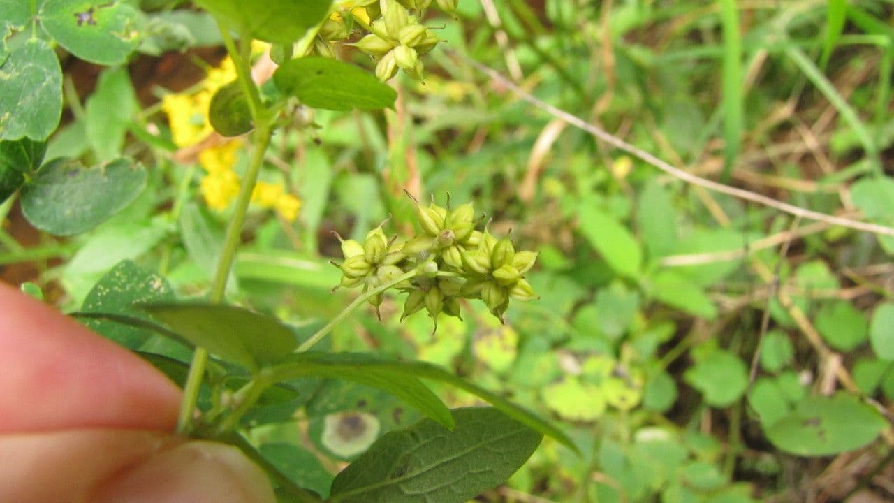 Thalictrum pubescens 2
