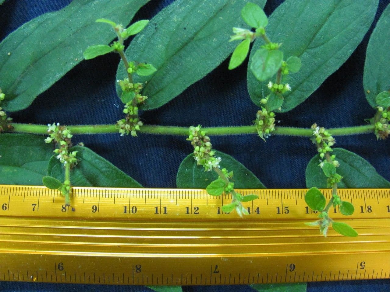 Pouzolzia 10