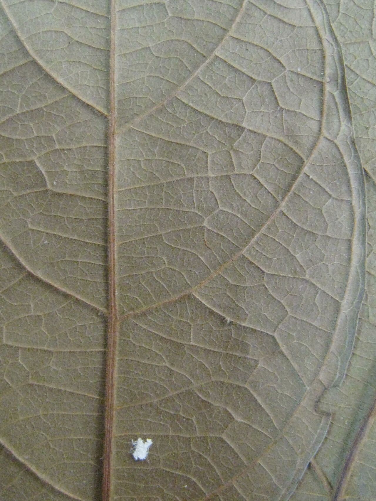 Cupania 4