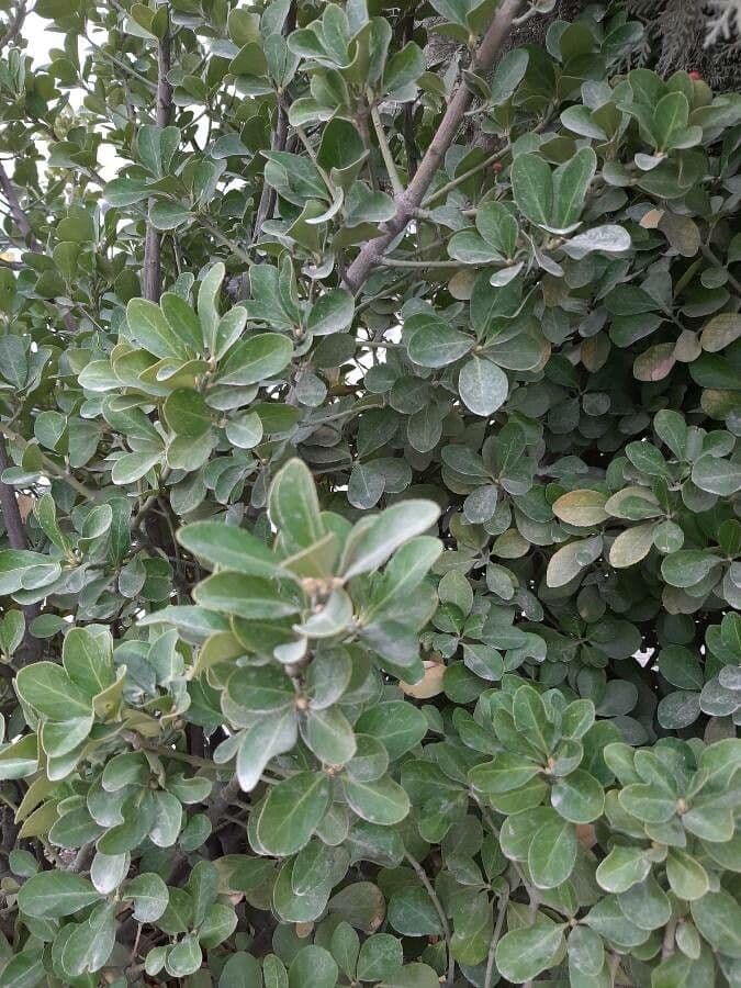 Karapofrucht 18