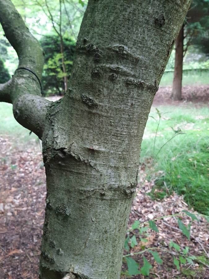 Quercia ilex 12