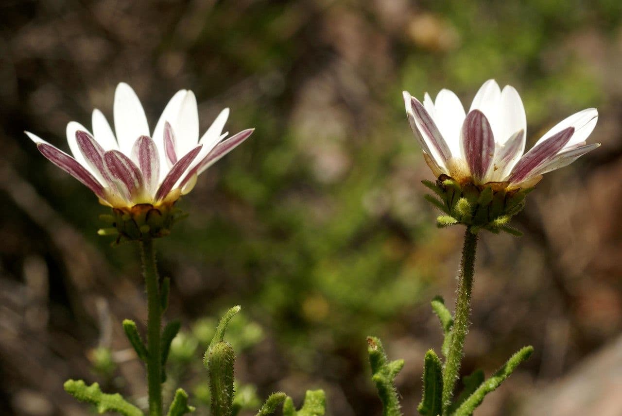 Strahlenkäppchen 2
