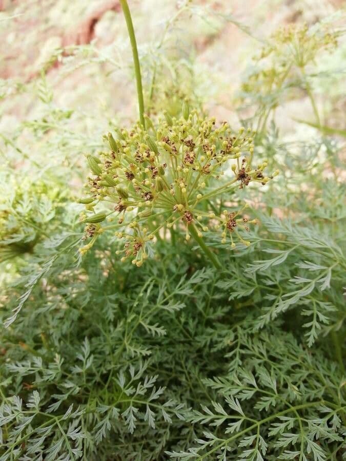 Sphallerocarpus 2