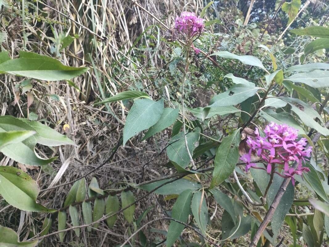 Epidendrum 6