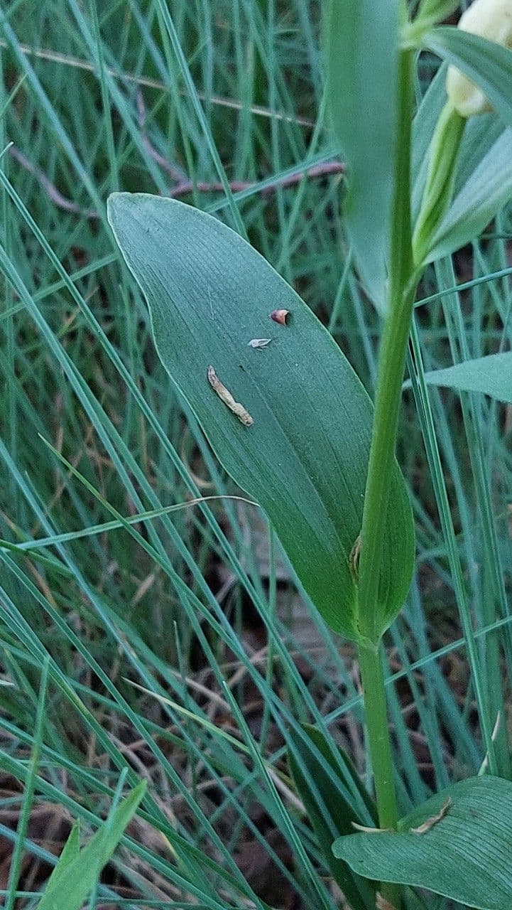Cefalantera pallida 19