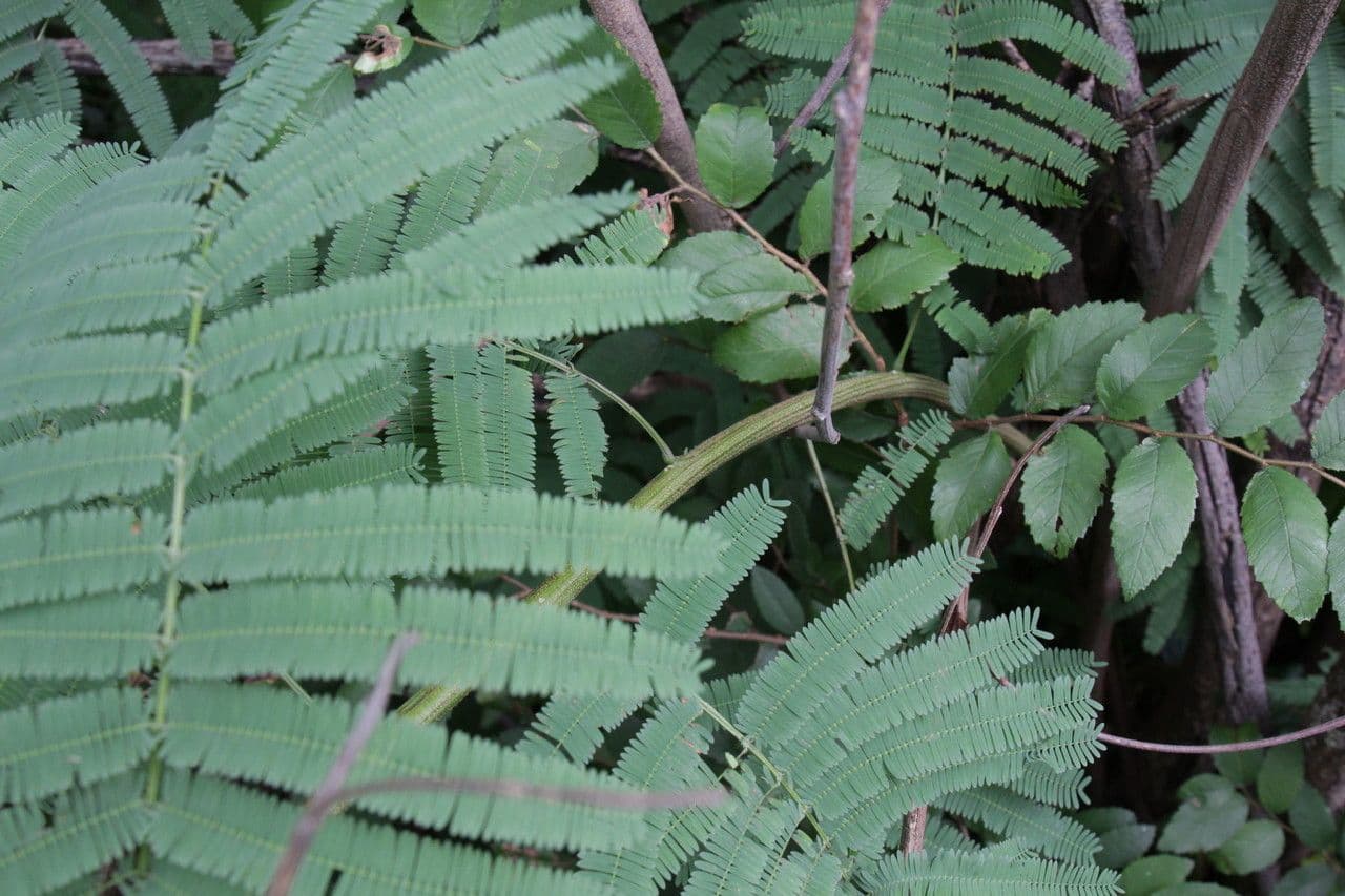 Leucaena pulverulenta 3