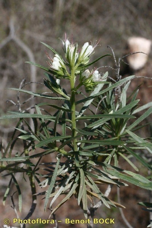 Echium 8