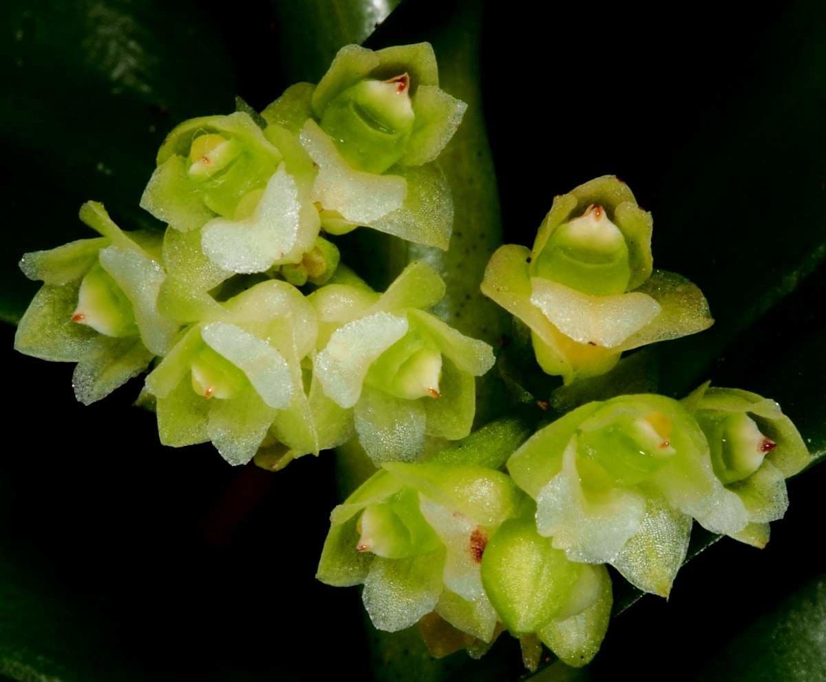 Appendicula