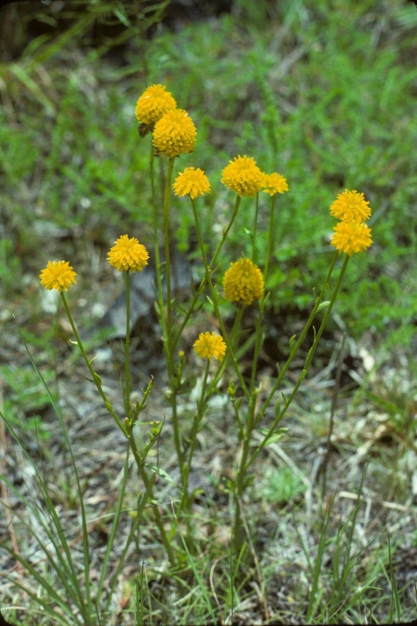 Poligala gialla 6