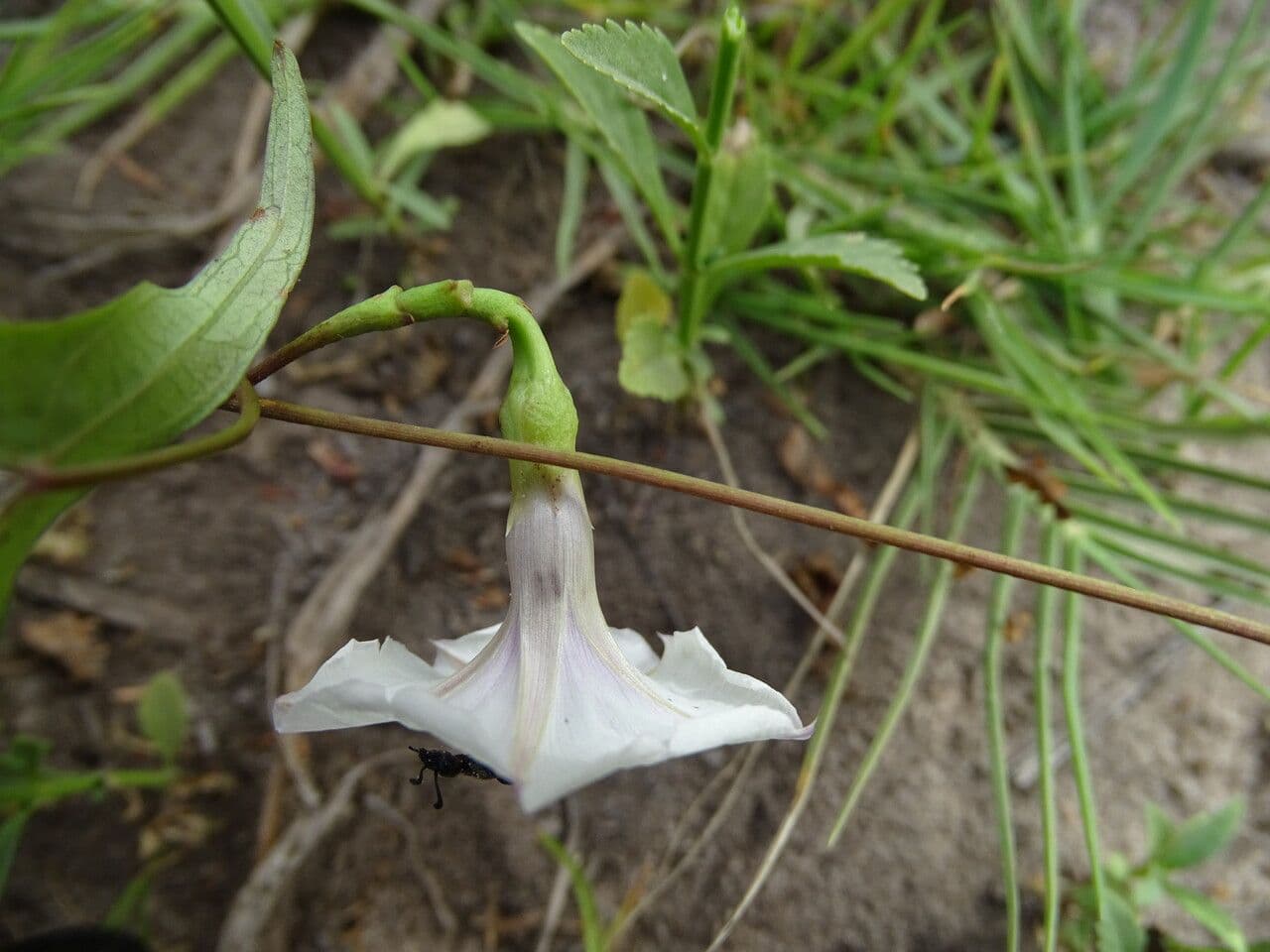 Ipomoea tmavá 12