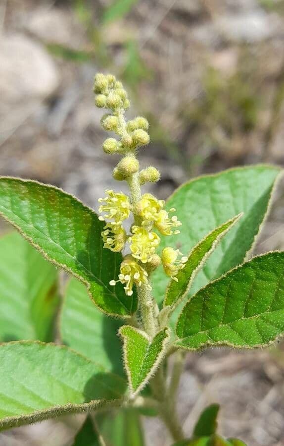 Croton 2
