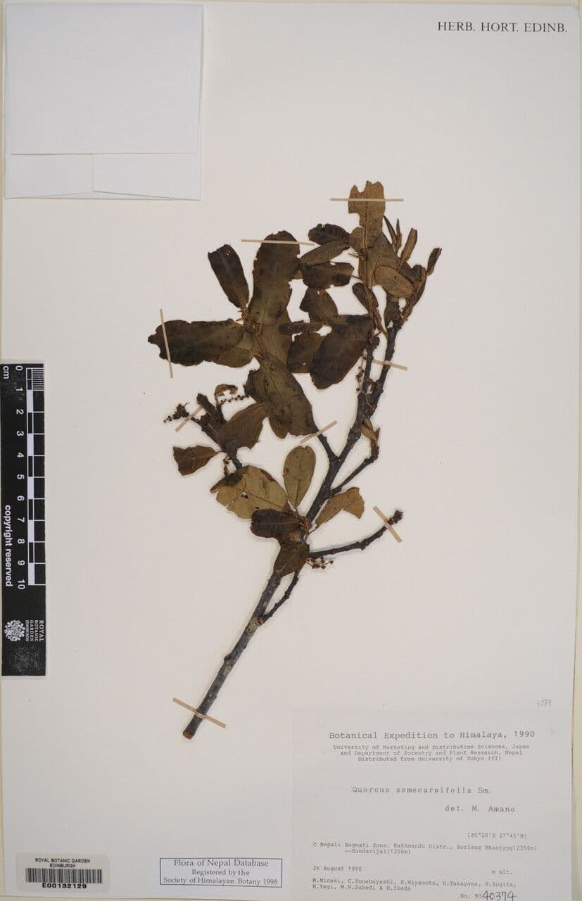Brauneiche 11