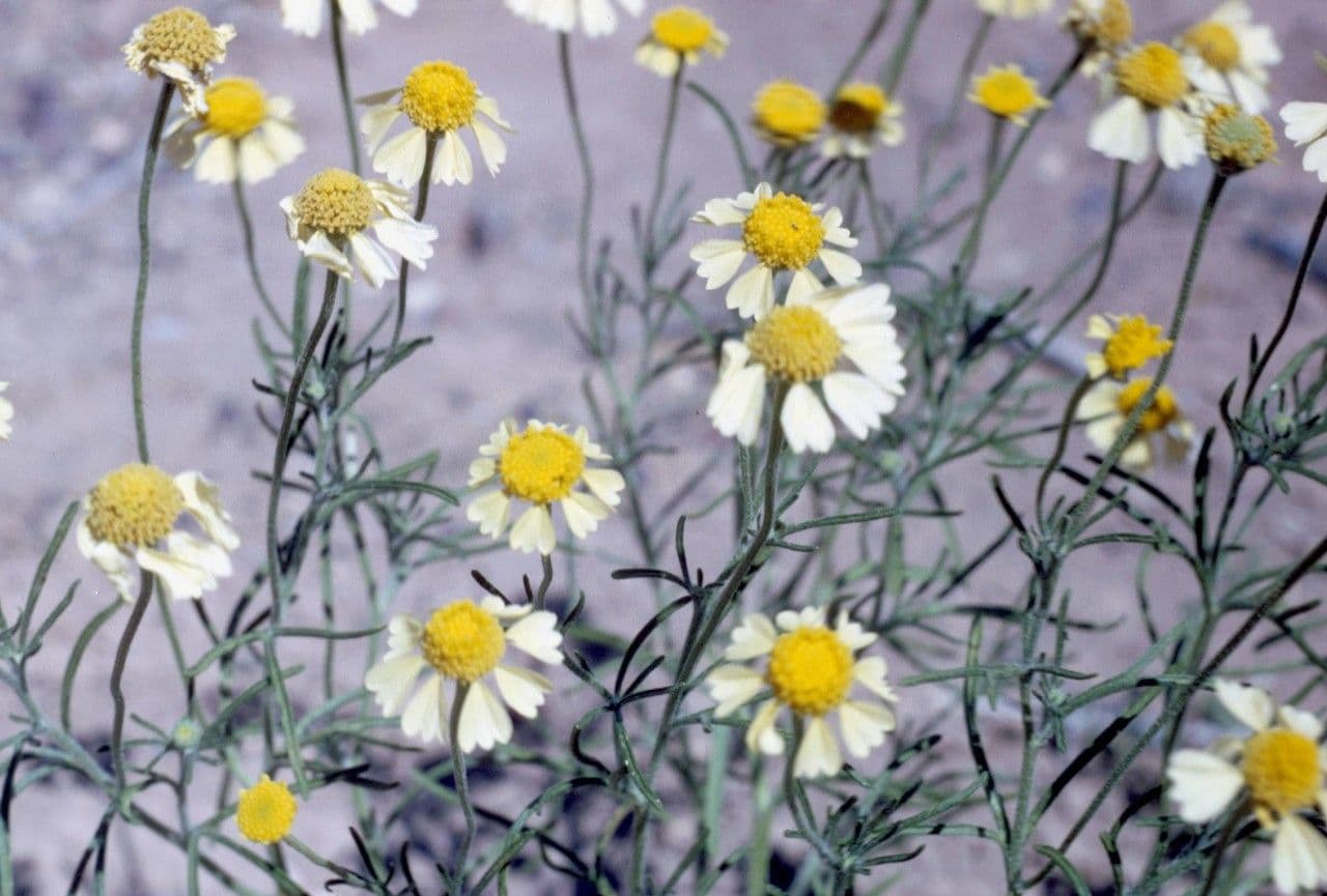 Hymenoxys wonny 8