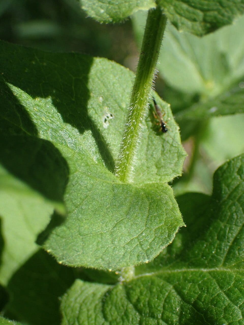 Doronicum austriacum 17