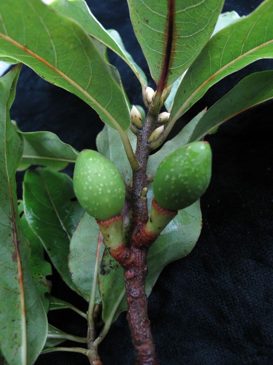 Dodecadenia