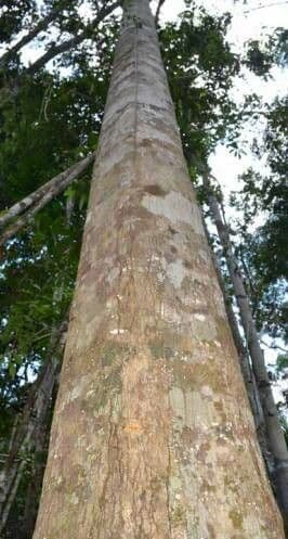 Tinadendron 9