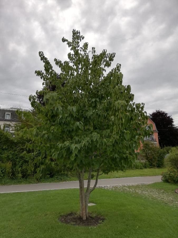 Taschentuchbaum 14