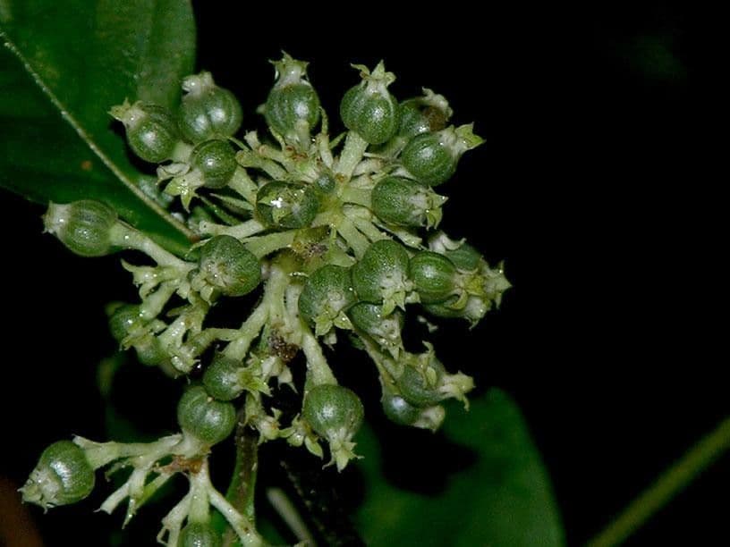 Palicourea hebeclada 10