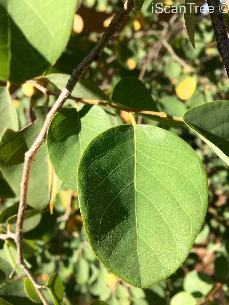 Pseudolachnostylis 8