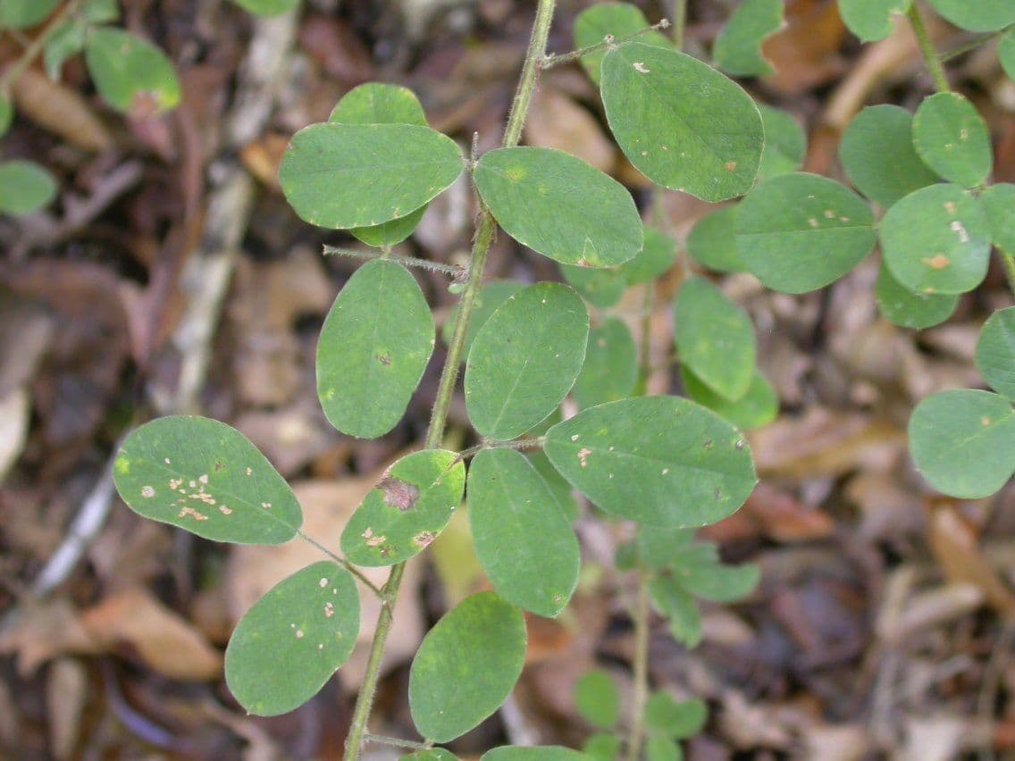 Lespedeza lysá 15