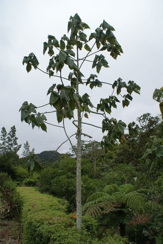 Dombeya 11