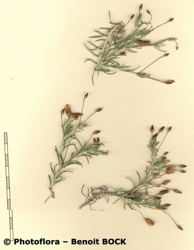 Phagnalon 10