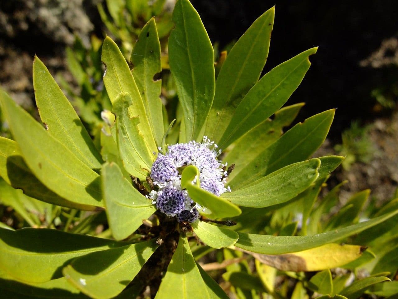 Globularia salicina 3