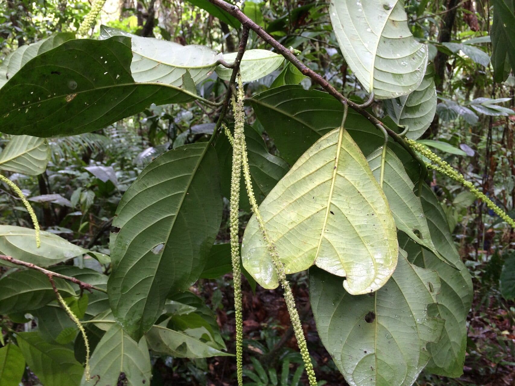 Capulin costarricense 7