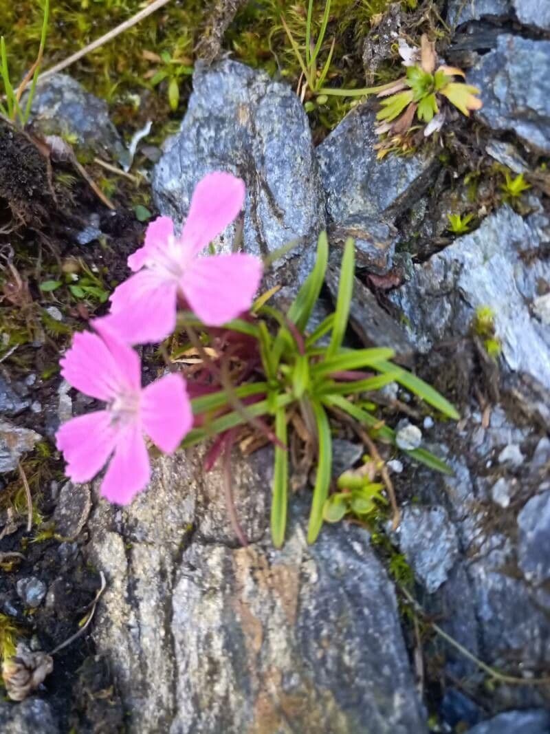 Garofano glaciale 8
