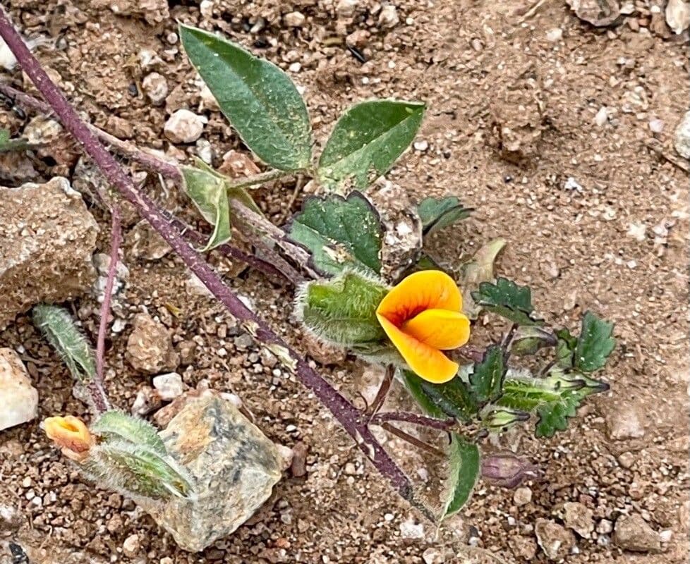 Zornia reticolata 2