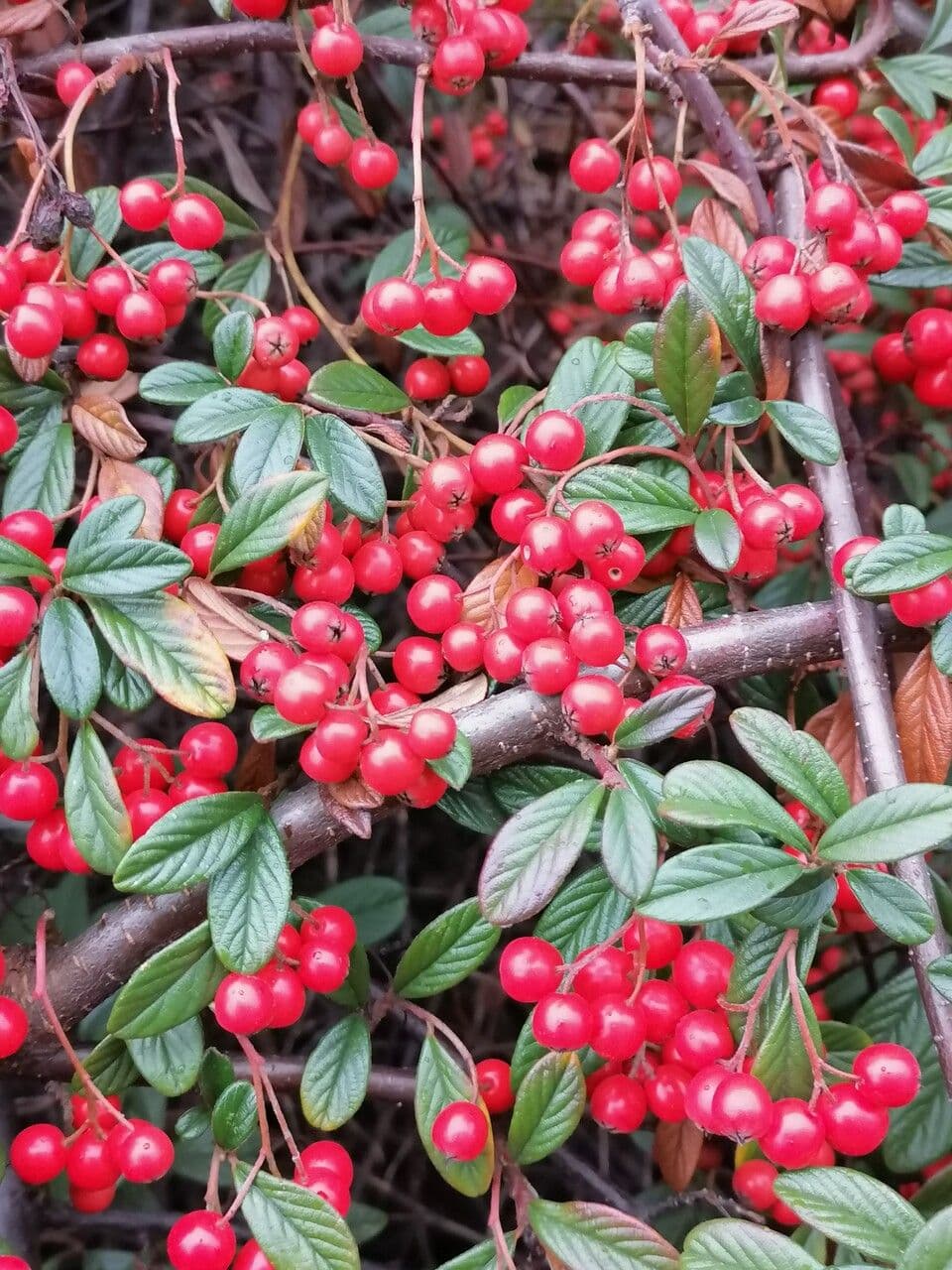 Cotoneaster glabre