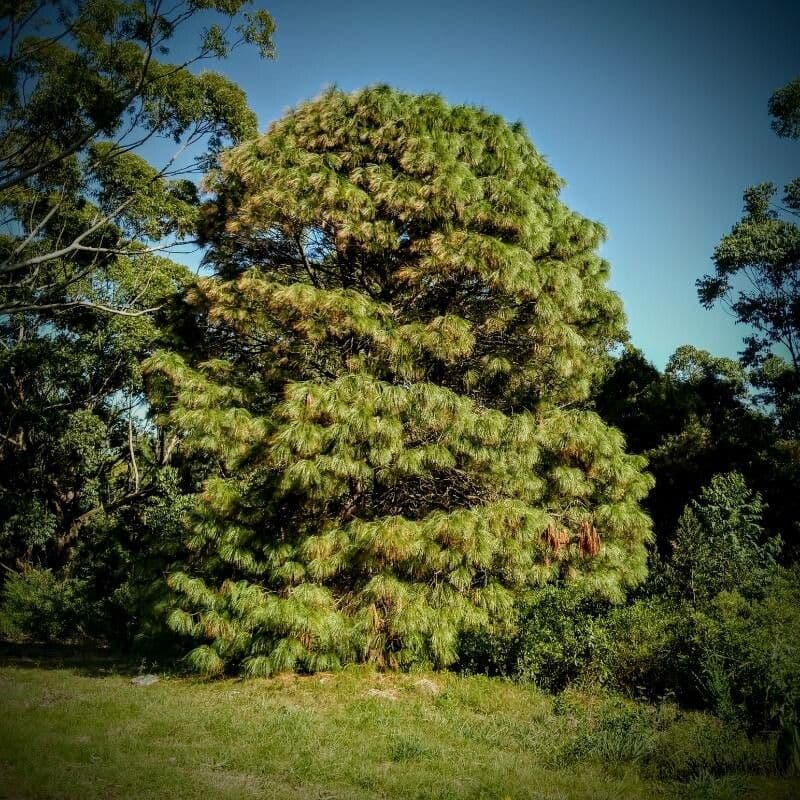 Montezuma-Kiefer 8