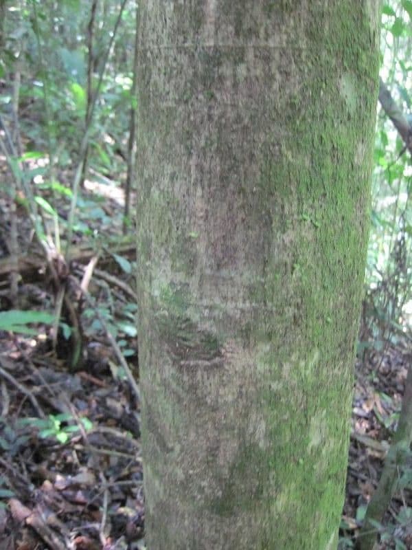 Schefflera 11