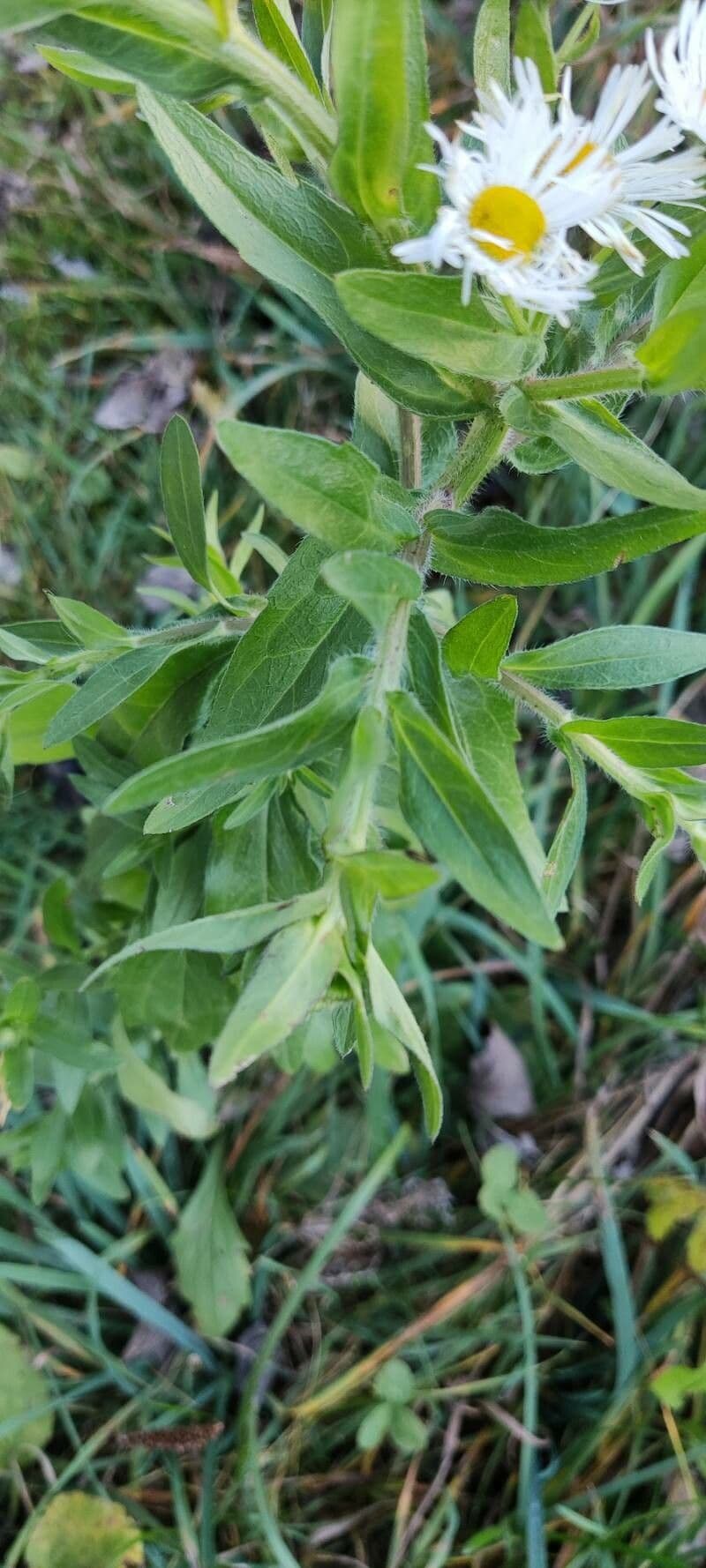 Fleabane piękny 13