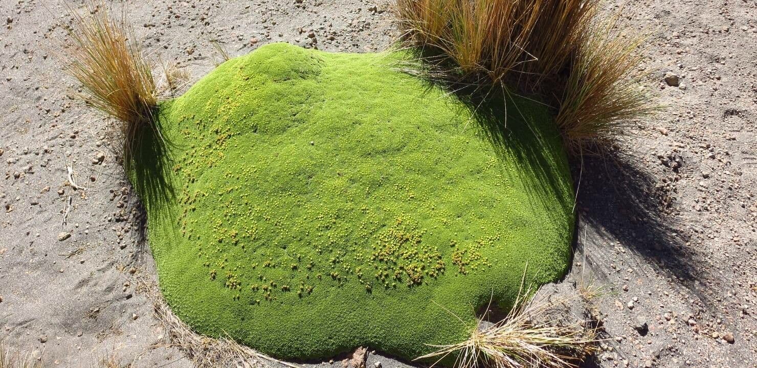 Azorella 8