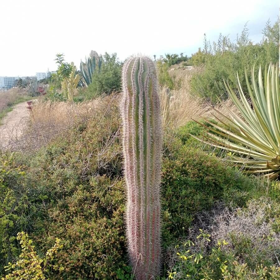 Cardón 9