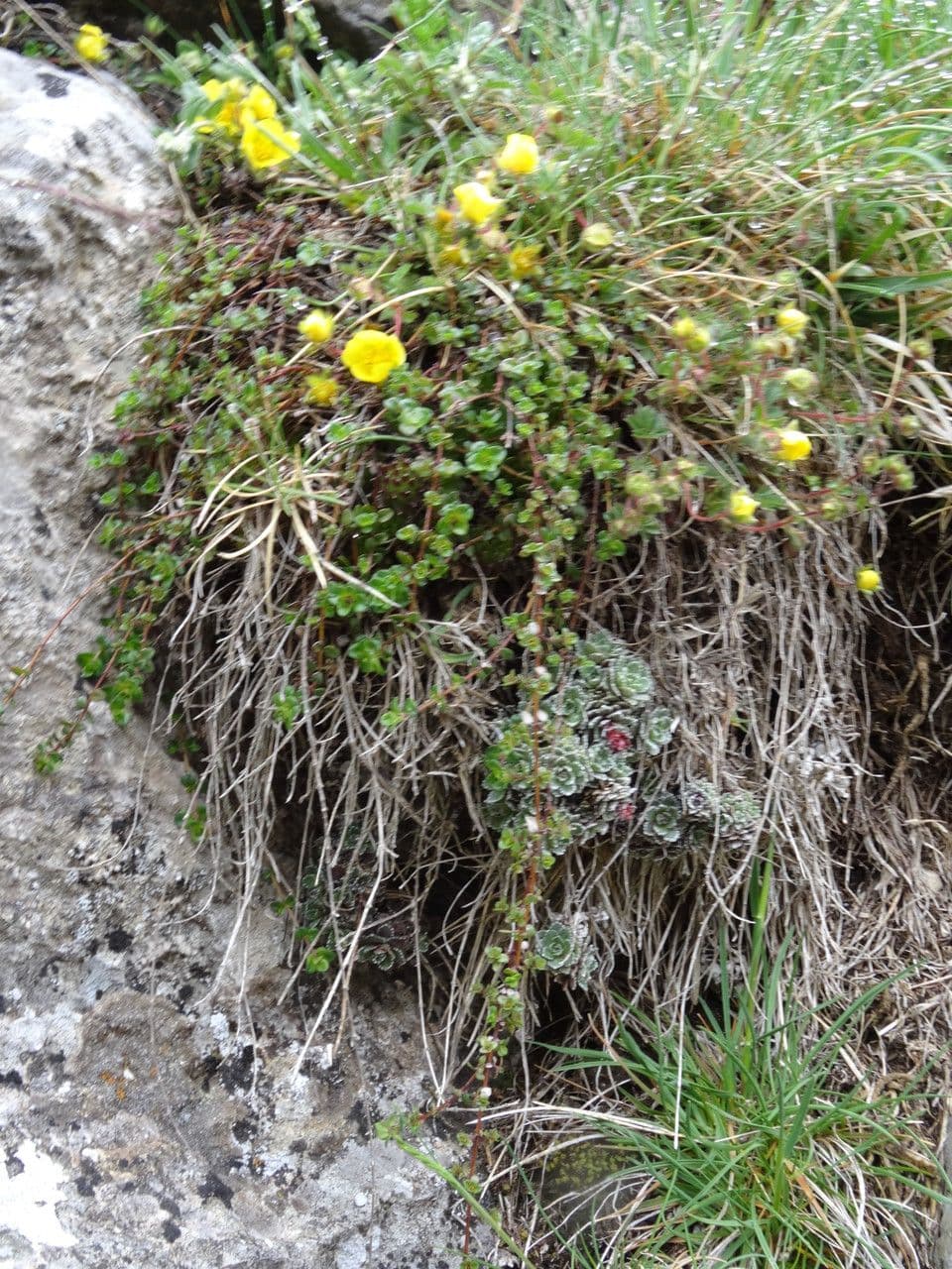 Potentilla pyrenaica 10