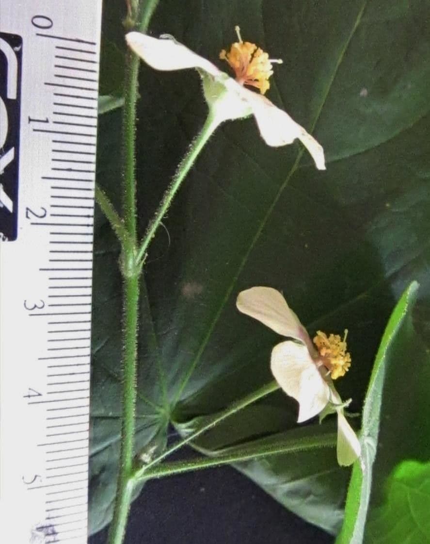 Abutilon 4
