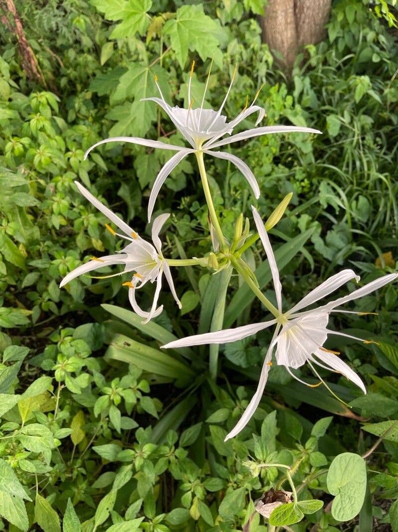 Hymenocallis