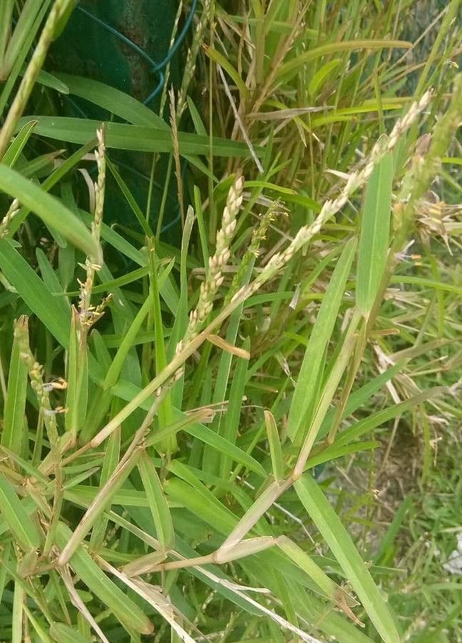 Erba pimento 9