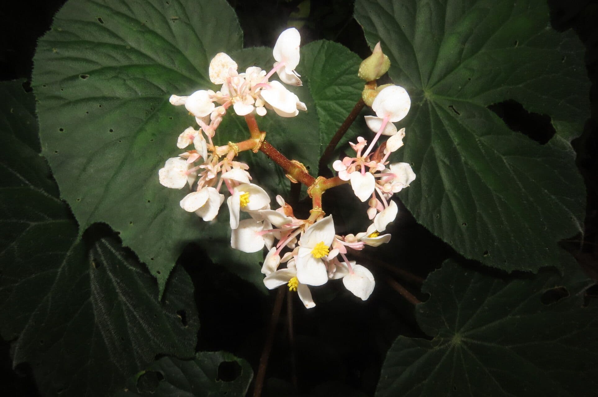 Begonia 2
