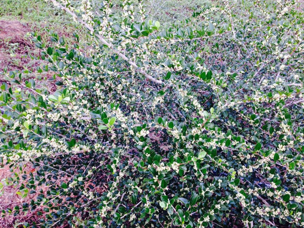 Emmenosperma 12
