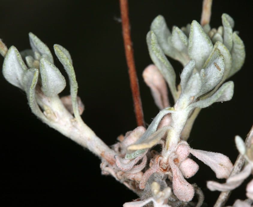Eriogonum Wrightii 14